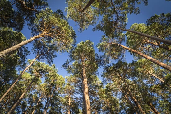scots_pine_tree-1 scots_pine_tree-1