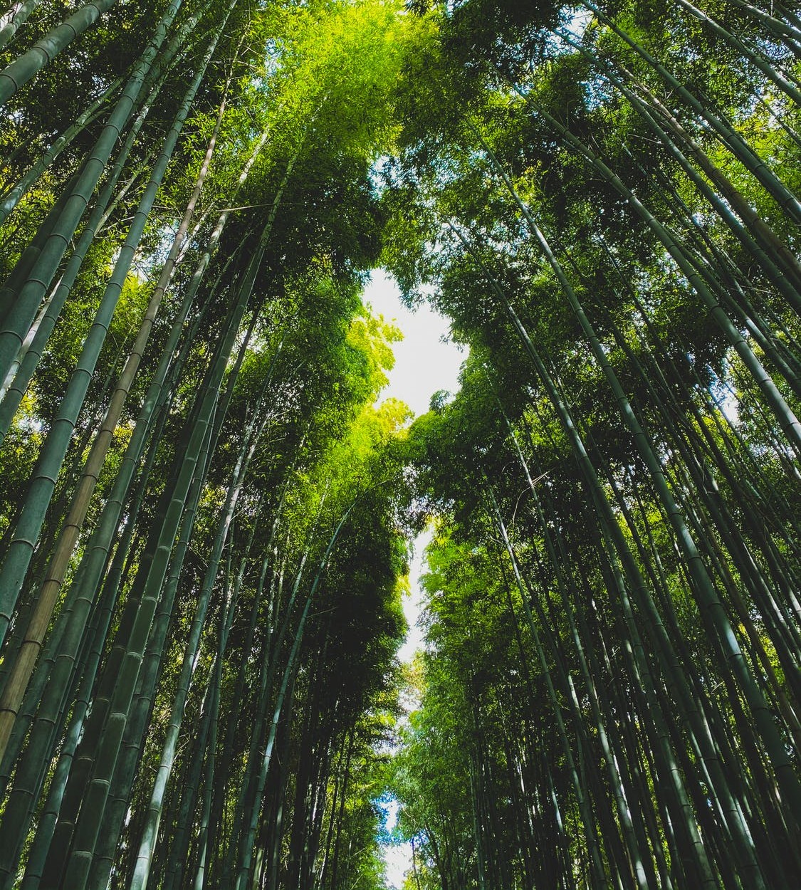 trees_tall trees_tall
